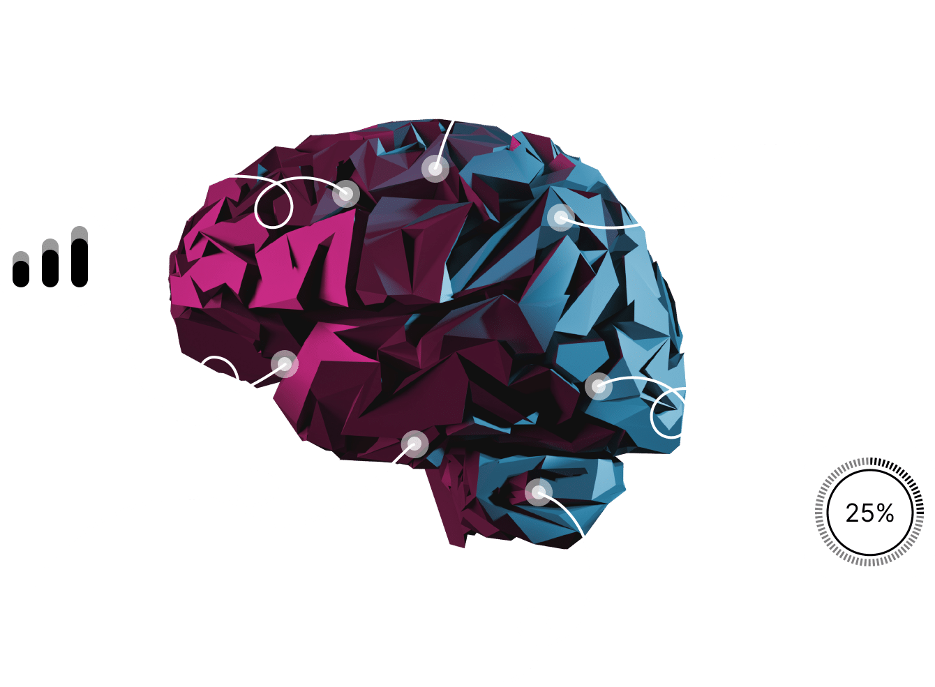 brain